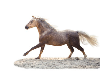 isolate of a yellow horse run on the white background
