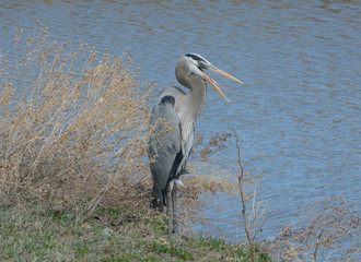 Hungry Great Blue heron with open bill  by side of lake watching for signs of fish