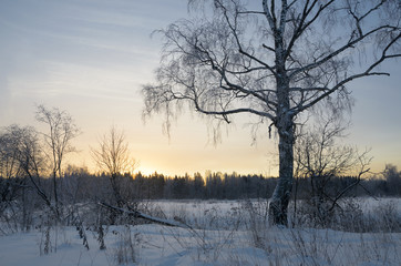 Winter scene