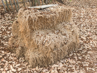 Close up a pile of straw