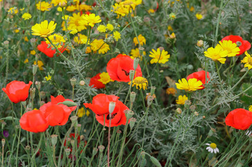 Obraz premium red poppies and yellow daisies