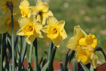 Gelbe Narzissenblüten