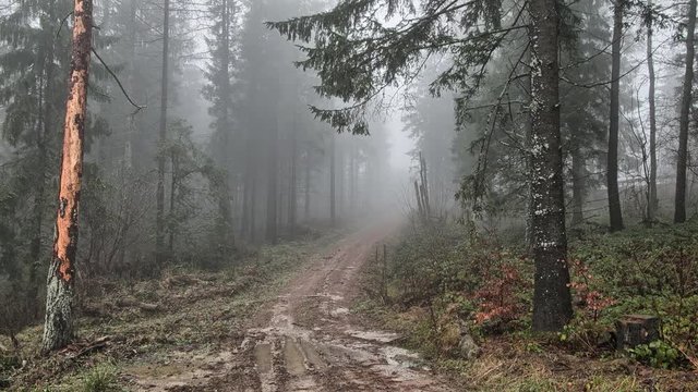 Bieszczady Mountains - beautiful landscape footage in full HD. Misterious forest in Mountains covered by mist.