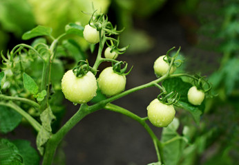 Green tomatoes on a branch