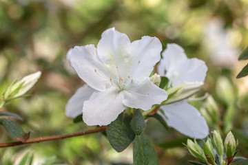 white azalea in spring