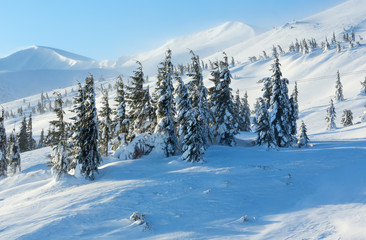 Fototapeta na wymiar Icy snowy fir trees on winter slopel.