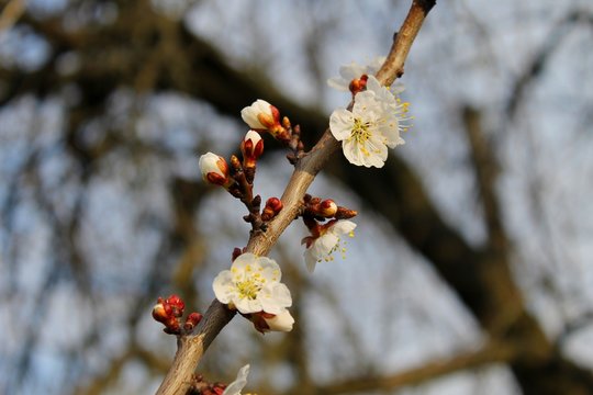 Flowers of apricot 