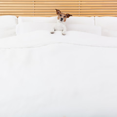 dog in bed