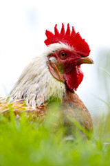 Rooster Closeup