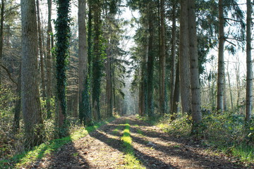 Fototapeta premium Waldweg im Sonnenlicht