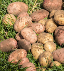 fresh organic potatoes on green grass