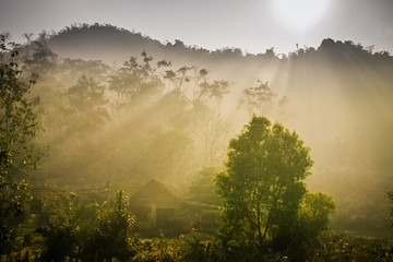 Sun Rays Illuminating / Sun Rays Illuminating A Misty Forest Scenery With Fresh And Vibrant Green Foliage.
