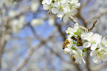 Bee on a flower of the white cherry blossoms.