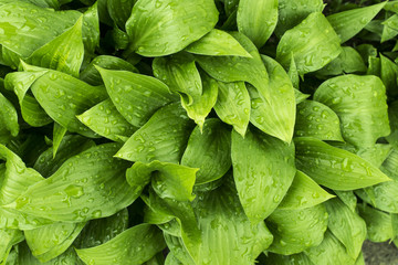 Leaves with drops of water
