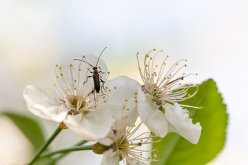 Insect bug on the cherry flower