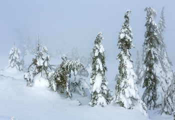 Icy snowy fir trees on winter misty hill.