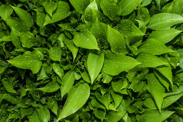 Leaves with drops of water