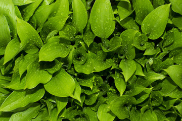 Leaves with drops of water