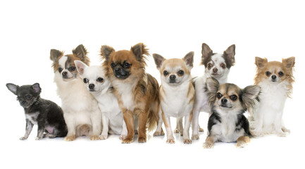 group of chihuahua in studio