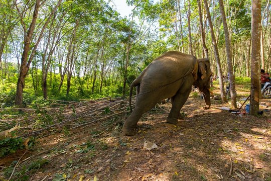 Elephant pulling a tree trunk