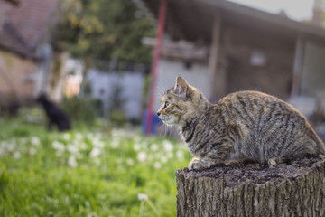 Cat laying on a stump