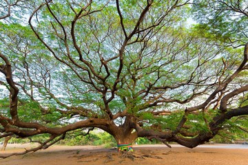 Giant rain tree