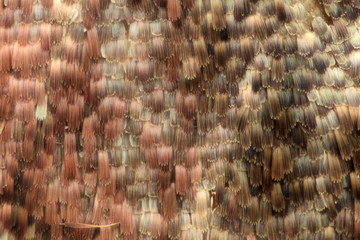 Extreme magnification - Moth and butterfly wing
