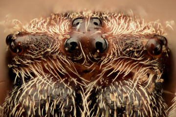 Extreme magnification - Spider eyes, arrangement