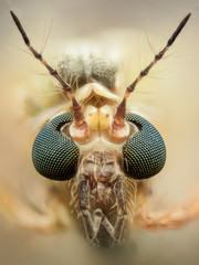 Extreme magnification - Mosquito head, thin antennas