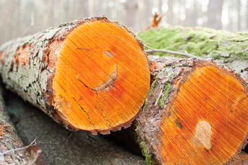 Holzstapel im Wald © pit24