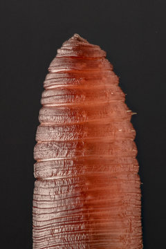 Extreme magnification - Earth worm