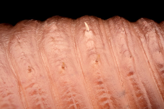 Extreme magnification - Earth worm claws for locomotion (legs)