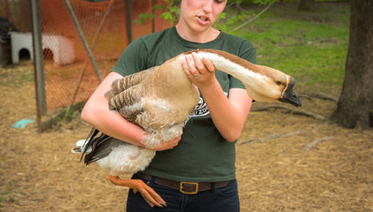 Casual young smiling woman holding a large Chinese goose.  The bird is a bit nervous.  Young farm girl holding a nervous Chinese goose and calming it down.
- 107783724