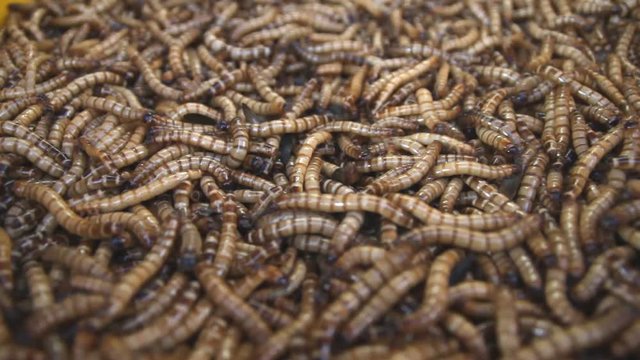 Worms 