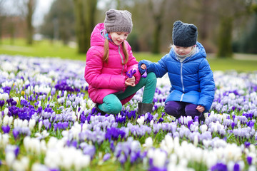 Two little sisters picking crocus flowers on beautiful blooming crocus meadow
