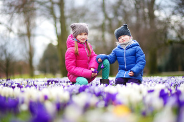 Two little sisters picking crocus flowers on beautiful blooming crocus meadow