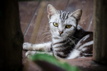 Thai cat