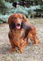 Portrait of a red long haired dachshund on natural background
