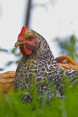 A rooster with shaded feathers.