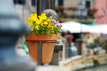 Variuos plants and flowers in colorful pots by a doorstep