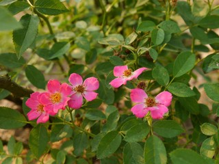 Pink Rose