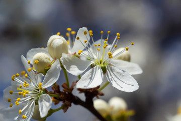 flowering tree in spring