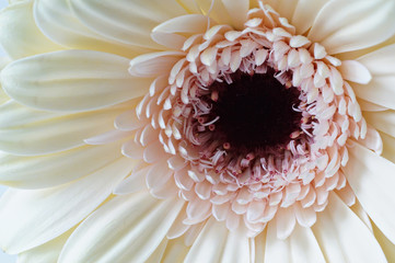 The white Gerbera with the light pink petals and the maroon kernel in extreme close-up macro