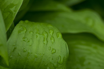 Leaves with drops of water