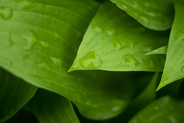 Leaves with drops of water