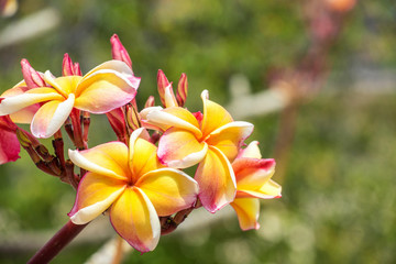 Fototapeta premium Pink and yellow plumeria on the plumeria tree, frangipani tropic