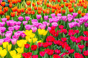 Tulip. Beautiful bouquet of tulips. colorful tulips. tulips in s