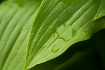 Leaves with drops of water