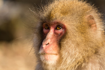 Side profile of japanese monkey