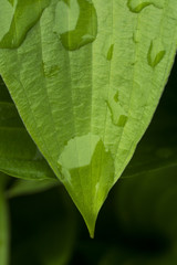 Leaves with drops of water